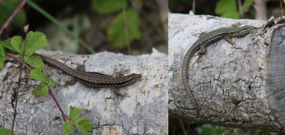 IMG_2370-2 Muurhagedis (Podarcis muralis).jpg