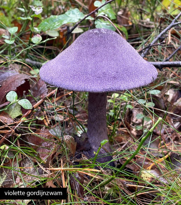 violette gordijnzwam.jpg