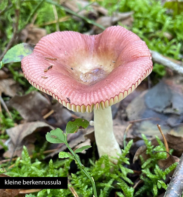 kleine berkenrussula.jpg