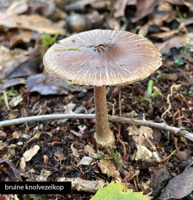 bruine knolvezelkop.jpg