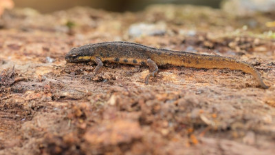 KleineWatersalamander-051542.JPG