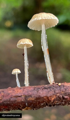 slijmsteelmycena.jpg