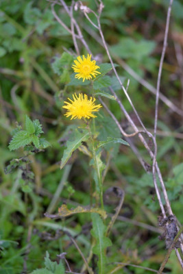 Akkermelkdistel
