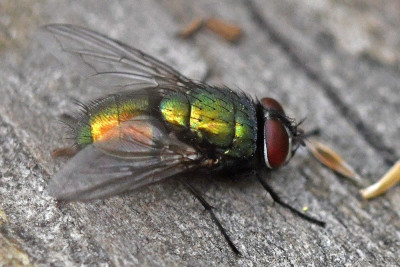 Lucilia sericata (m)