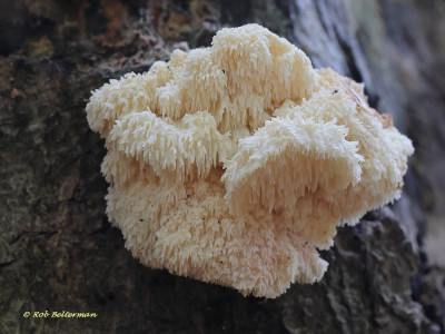 GelobdePruikzwam-052850.JPG