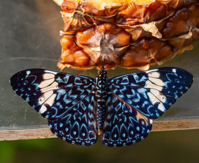 ALB_0198  Butterflies Universal Sharing.jpg
