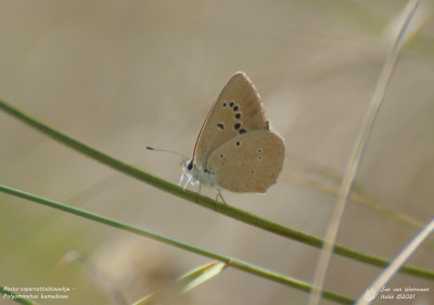 Aosta-esparcetteblauwtje - Polyommatus humedasae