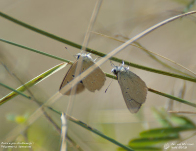 Aosta-esparcetteblauwtje - Polyommatus humedasae