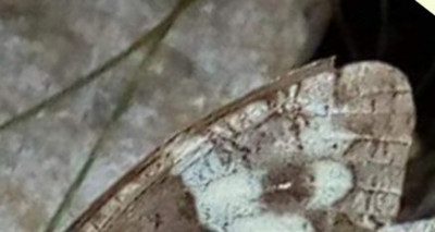 Screenshot_20241031_103803_Chrome.jpg