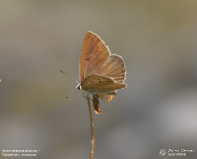 Aosta-esparcetteblauwtje - Polyommatus humedasae