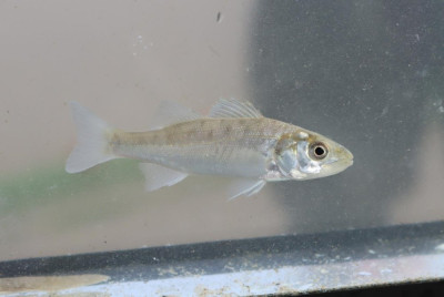 IMG_3401-2 Zeebaars (Dicentrarchus labrax).JPG