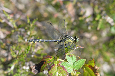 Beekrombout - Gomphus vulgatissimus - ♂