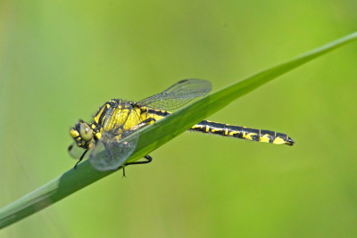 Beekrombout - Gomphus vulgatissimus - ♀