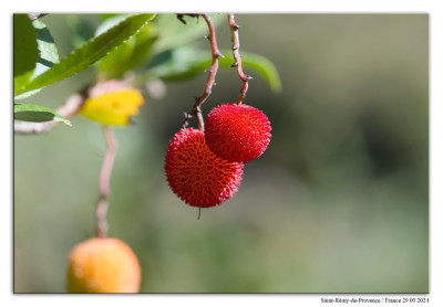 Aardbeiboom 240929-243 kopie.jpg