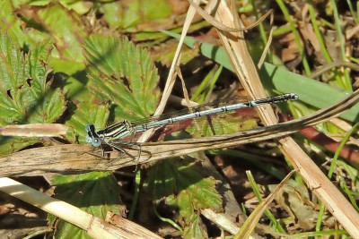 Blauwe breedscheenjuffer ♂