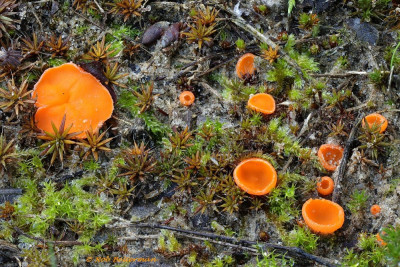 OranjeMosbekertje-054006.JPG