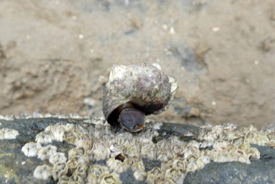 Gewone alikruik