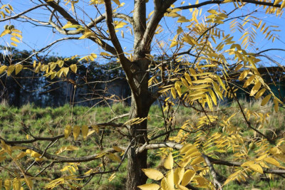 IMG_4811-2 Zwarte walnoot (Juglans nigra).jpg