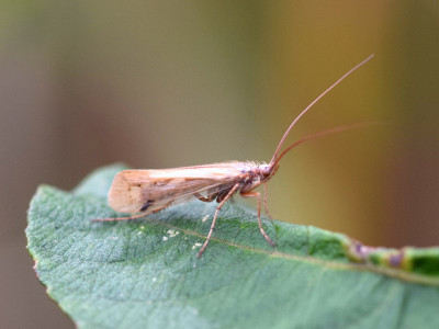 Limnephilus decipiens