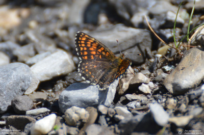 Woudparelmoervlinder - Melitaea diamina - Wallis - Zwitserland