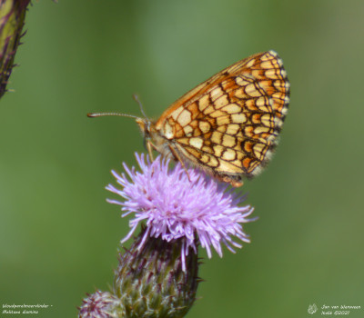 Woudparelmoervlinder - Melitaea diamina - Nus - Italië