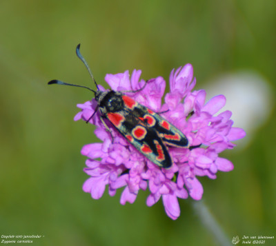 Oogvlek-sint-jansvlinder - Zygaena carniolica - Nus - Italië