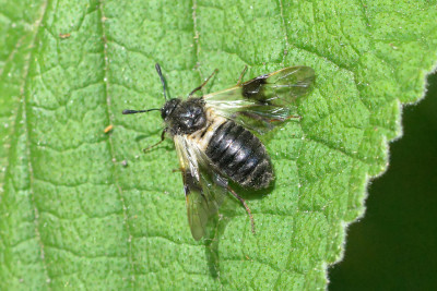 Kamperfoeliebladwesp - Abia fasciata
