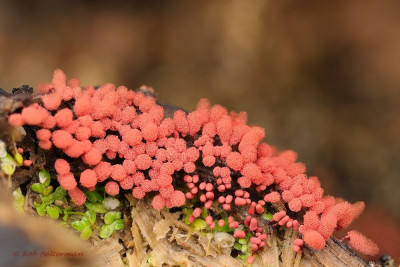 KarmijnroodNetwatje-054623 (2).JPG