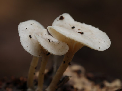 KleineBostrechterzwam-055968.JPG