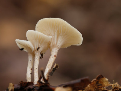 KleineBostrechterzwam-055970.JPG