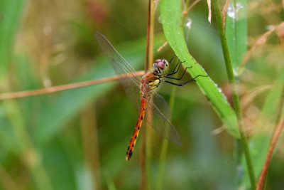 Kempense heidelibel ♂