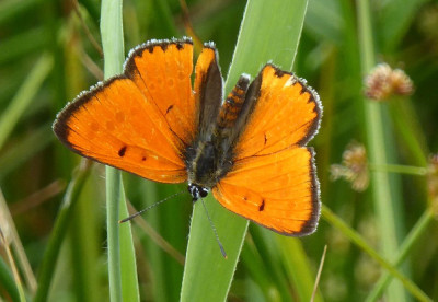 grote vuurvlinder