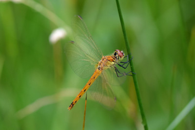 Kempense heidelibel ♀