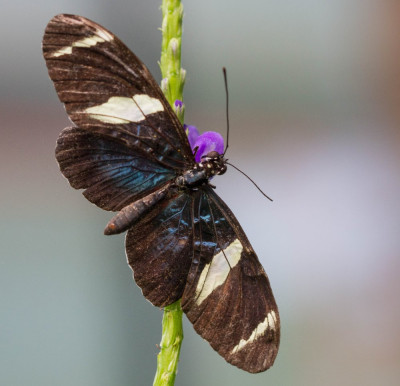 ADH_1921  Heliconius sara  Butterflies Universal Sharing.jpg