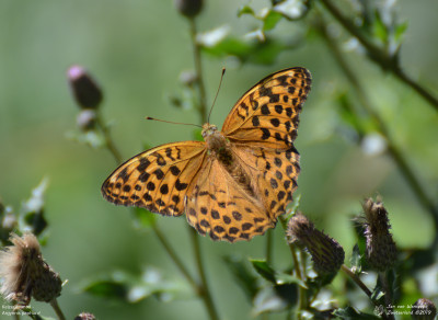 Keizersmantel - Argynnis paphia - Ayent - Zwitserland