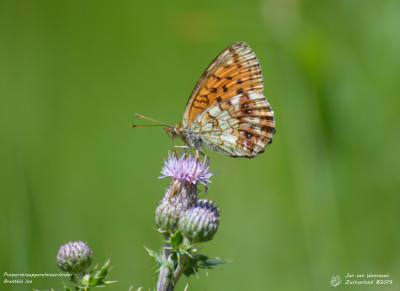 Purperstreepparelmoervlinder - Brenthis ino - Ayent - Zwitserland