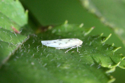 Balclutha punctata
