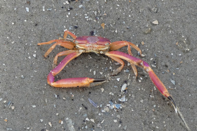 Hoekige krab - Goneplax rhomboides