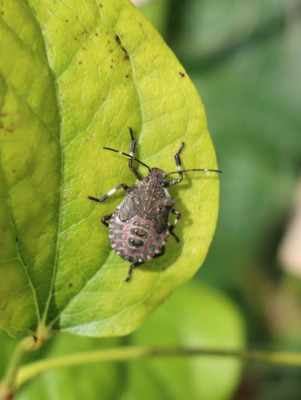 IMG_2195-2 Bruingemarmerde schildwants (Halyomorpha halys).JPG