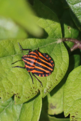 IMG_2199-2 Pyjama(schild)wants (Graphosoma lineatum).JPG