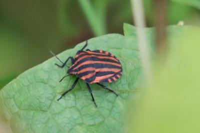 IMG_2246-2 Pyjama(schild)wants (Graphosoma lineatum).JPG