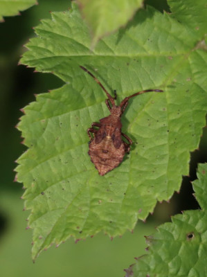 IMG_2302-2 Zuring(rand)wants (Coreus marginatus).JPG