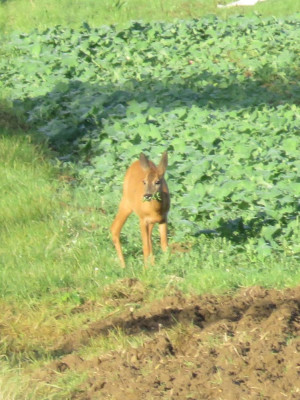 IMG_4494-2 Ree (Capreolus capreolus).JPG