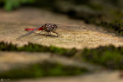 Web0A1A7205-3.jpg