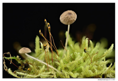 Kleine breedplaatmycena 241116-01 hel 50st kopie.jpg