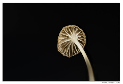 Kleine breedplaatmycena 241116-02 hel 36st kopie.jpg