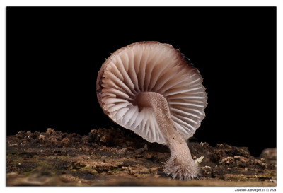 Grote bloedsteelmycena 241116-02 hel 70st kopie.jpg