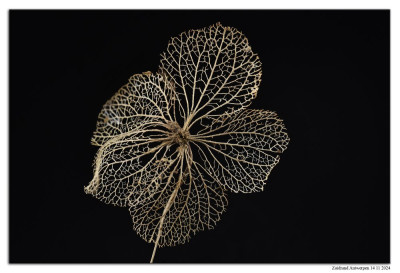 hydrangea 241114-03 hel kopie.jpg