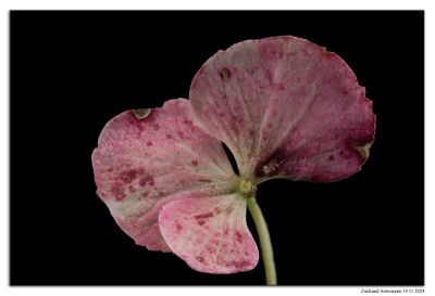 hydrangea 241114-04 hel kopie.jpg