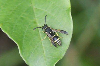 Allodynerus delphinalis